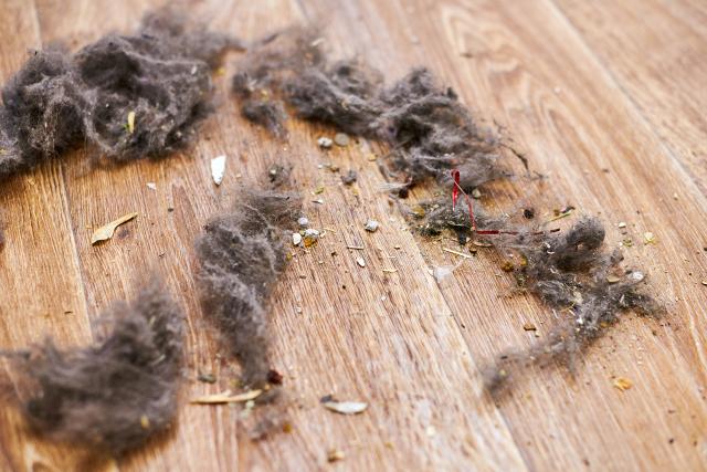 cat-hair
