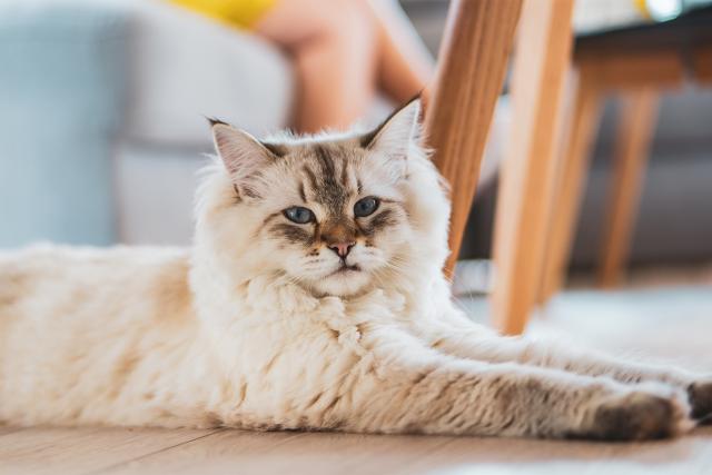 cat