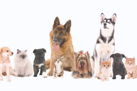 japanpetmarket
