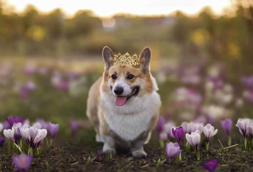 corgi
