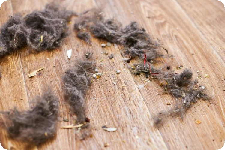 cat-hair
