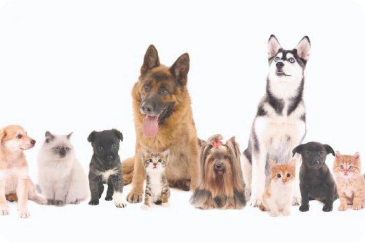 japanpetmarket