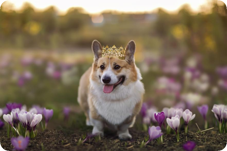 corgi